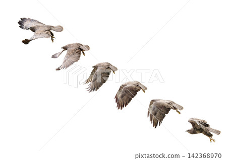 sequence of wing beats of a bird in flight common buzzard on white isolated background sequence of wing beats of a bird in flight common buzzard on white isolated background 142368970
