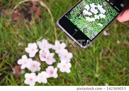 A scene of someone taking a picture of cherry blossoms with their smartphone. A scene of someone taking a picture of cherry blossoms with their smartphone. 142369053