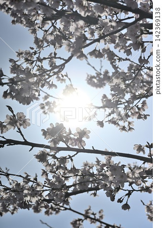 Delicate cherry blossoms that signal the arrival of spring Delicate cherry blossoms that signal the arrival of spring 142369138