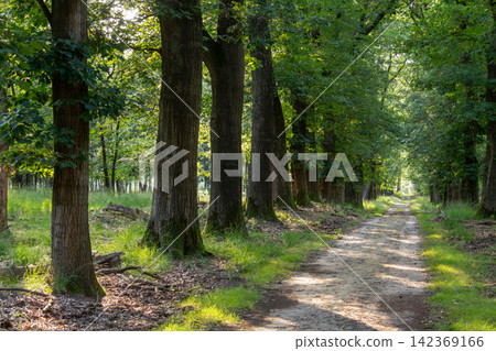 National Park the Hoge Veluwe, Gelderland, the Netherlands National Park the Hoge Veluwe, Gelderland, the Netherlands 142369166