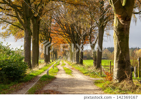 Countryside with trees. Zelhem, the Achterhoek, Gelderland, the Netherlands Countryside with trees. Zelhem, the Achterhoek, Gelderland, the Netherlands 142369167