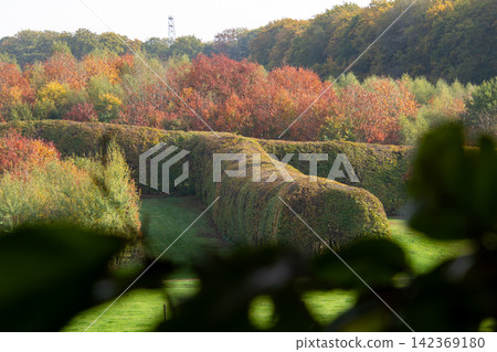 Large manicured hedges in a park with colorful autumn trees in the background, framed by blurry leaves in the foreground. Large manicured hedges in a park with colorful autumn trees in the background, framed by blurry leaves in the foreground. 142369180