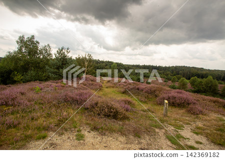 National Park Veluwezoom on the Veluwe in the Netherlands National Park Veluwezoom on the Veluwe in the Netherlands 142369182