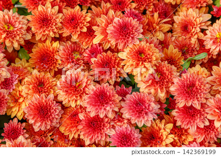 multi-colored flower beds of beautiful chrysanthemums 142369199