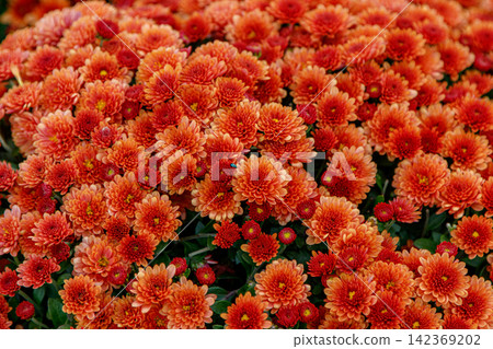 multi-colored flower beds of beautiful chrysanthemums multi-colored flower beds of beautiful chrysanthemums 142369202