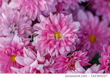 multi-colored flower beds of beautiful chrysanthemums multi-colored flower beds of beautiful chrysanthemums 142369207