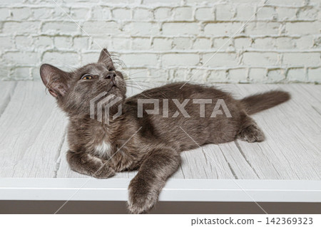 Beautiful gray cat on a brick wall background Beautiful gray cat on a brick wall background 142369323