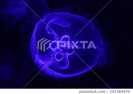 macro of a beautiful jellyfish aurelia aurita macro of a beautiful jellyfish aurelia aurita 142369470