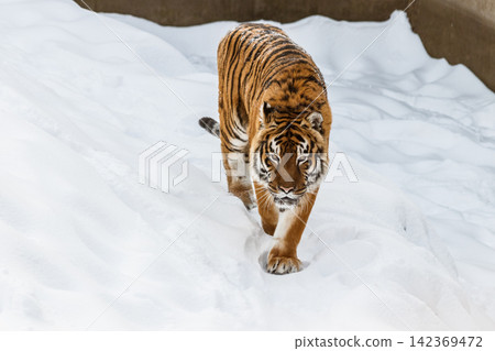 beautiful panthera tigris on a snowy road beautiful panthera tigris on a snowy road 142369472