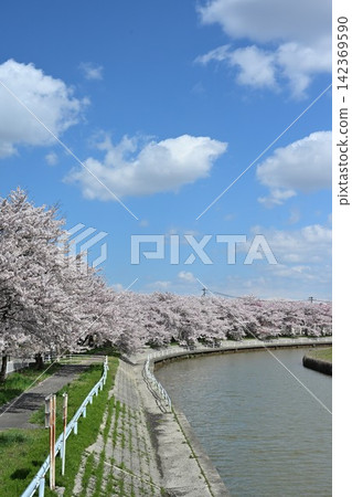 東名櫻花公園(新潟縣新潟市東區)的櫻花樹 東名櫻花公園(新潟縣新潟市東區)的櫻花樹 142369590