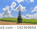 A tree standing on a hill 142369668