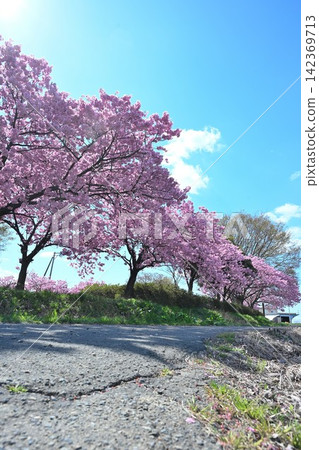 My Road, a road where cherry blossoms dance in the sunlight (Niitsu, Akiha Ward, Niigata City, Niigata Prefecture) My Road, a road where cherry blossoms dance in the sunlight (Niitsu, Akiha Ward, Niigata City, Niigata Prefecture) 142369713