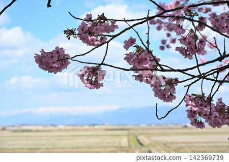 My Road: Cherry blossoms and rural scenery viewed from a road where cherry blossoms are fluttering (Niigata City, Niigata Prefecture) My Road: Cherry blossoms and rural scenery viewed from a road where cherry blossoms are fluttering (Niigata City, Niigata Prefecture) 142369739