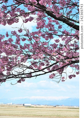 My Road: Cherry blossoms and rural scenery viewed from a road where cherry blossoms are fluttering (Niigata City, Niigata Prefecture) My Road: Cherry blossoms and rural scenery viewed from a road where cherry blossoms are fluttering (Niigata City, Niigata Prefecture) 142369743