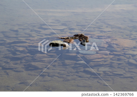 Still life in the lake of the Worthersee near Krumpendorf, Carinthia, Central Eastern Alps, Austria. Still life in the lake of the Worthersee near Krumpendorf, Carinthia, Central Eastern Alps, Austria. 142369766
