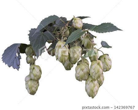 Fresh green hop branch with mature cones and dark leaves hanging on transparent background, concept of organic craft beer brewing and agricultural production Fresh green hop branch with mature cones and dark leaves hanging on transparent background, concept of organic craft beer brewing and agricultural production 142369767