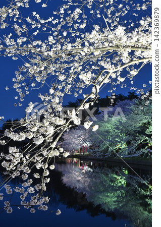 Cherry blossoms illuminated at night at Benten-gata Scenic Park (Seiro-machi, Niigata Prefecture) 142369879