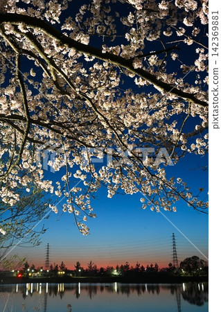 Cherry blossoms illuminated at night at Benten-gata Scenic Park (Seiro-machi, Niigata Prefecture) Cherry blossoms illuminated at night at Benten-gata Scenic Park (Seiro-machi, Niigata Prefecture) 142369881