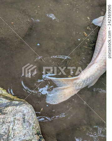 一條大白魚在水中游動的尾鰭 / 捕捉水和生物運動的自然和水生生物素材 一條大白魚在水中游動的尾鰭 / 捕捉水和生物運動的自然和水生生物素材 142369906