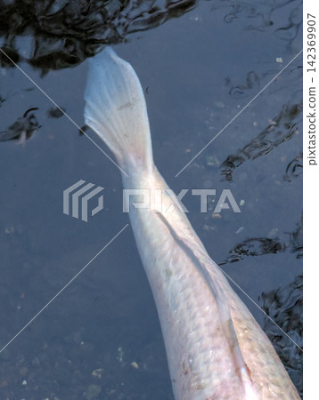 一條大白魚在深色水中游動,照片是從正上方拍攝的 / 水生生物圖像,描繪了平靜的水邊和生命。 一條大白魚在深色水中游動,照片是從正上方拍攝的 / 水生生物圖像,描繪了平靜的水邊和生命。 142369907