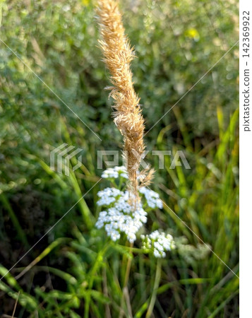 Graceful Blend of Dry Inflorescence and Delicate White Flowers in Nature Graceful Blend of Dry Inflorescence and Delicate White Flowers in Nature 142369922