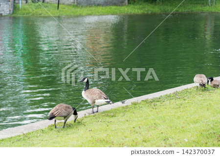Toronto Island 142370037