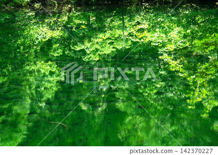 The mystical Ryugakubo Pond, reflected in the green surface of the water. The mystical Ryugakubo Pond, reflected in the green surface of the water. 142370227