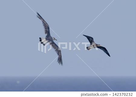 Flying Black-tailed Gull Flying Black-tailed Gull 142370232
