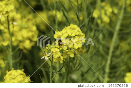 油菜花和食蚜蠅 油菜花和食蚜蠅 142370256