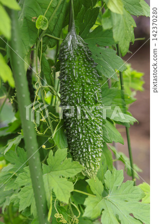 Bitter gourd Bitter gourd 142370280