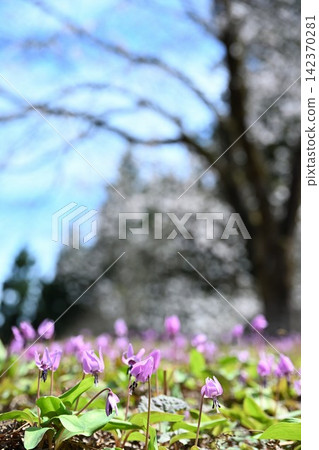 Springtime dogtooth violets blooming in the terraced rice fields of Kita-Iogawa (Sanjo City, Niigata Prefecture) Springtime dogtooth violets blooming in the terraced rice fields of Kita-Iogawa (Sanjo City, Niigata Prefecture) 142370281