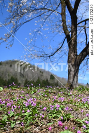 Springtime dogtooth violets blooming in the terraced rice fields of Kita-Iogawa (Sanjo City, Niigata Prefecture) Springtime dogtooth violets blooming in the terraced rice fields of Kita-Iogawa (Sanjo City, Niigata Prefecture) 142370286