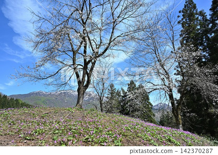 Springtime dogtooth violets blooming in the terraced rice fields of Kita-Iogawa (Sanjo City, Niigata Prefecture) Springtime dogtooth violets blooming in the terraced rice fields of Kita-Iogawa (Sanjo City, Niigata Prefecture) 142370287