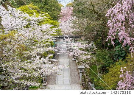 琴平神社的主入口和石階,櫻花盛開,美不勝收。香川縣琴平町。 琴平神社的主入口和石階,櫻花盛開,美不勝收。香川縣琴平町。 142370318
