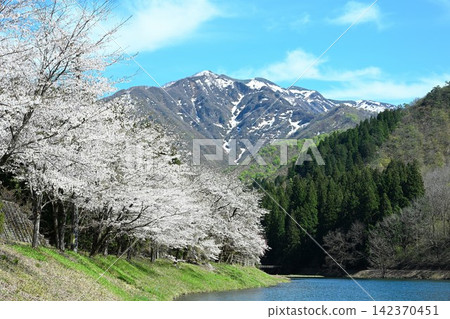 粟岳縣立休閒區、粟嶽山和鴨水源(新潟縣鴨市)的櫻花 粟岳縣立休閒區、粟嶽山和鴨水源(新潟縣鴨市)的櫻花 142370451