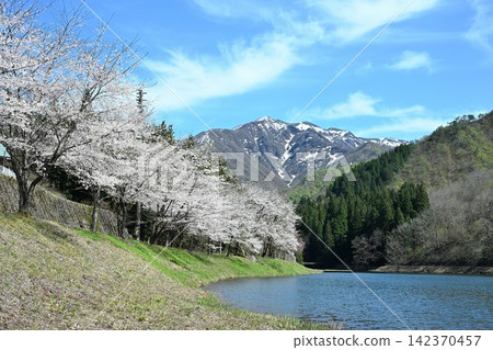 Cherry blossoms at Awagatake Prefectural Recreation Area, Mount Awagatake, and Kamo Water Source (Kamo City, Niigata Prefecture) Cherry blossoms at Awagatake Prefectural Recreation Area, Mount Awagatake, and Kamo Water Source (Kamo City, Niigata Prefecture) 142370457
