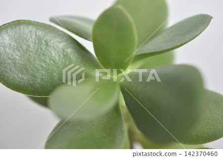 金樹 金樹 142370460