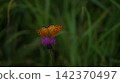 A male Common Leopard butterfly sipping nectar from a thistle. 142370497