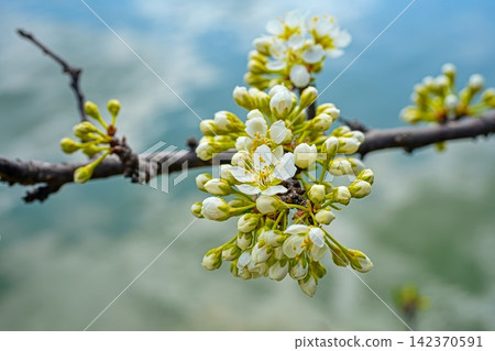 Plum Plum 142370591