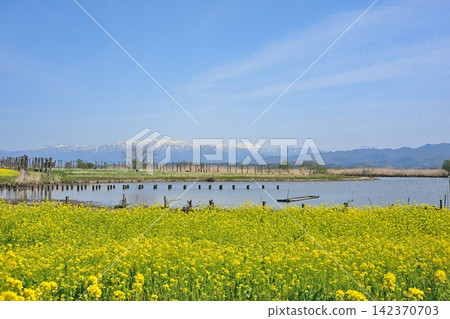 A field of rapeseed flowers stretching across Fukushima Lagoon and the Iide Mountain Range (Kita Ward, Niigata City, Niigata Prefecture) A field of rapeseed flowers stretching across Fukushima Lagoon and the Iide Mountain Range (Kita Ward, Niigata City, Niigata Prefecture) 142370703