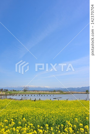 一片油菜花田橫跨福島潟湖和飯出山脈（新潟縣新潟市北區） 142370704
