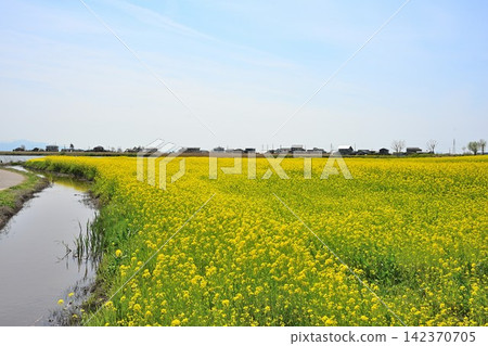 一片油菜花田橫跨福島潟湖和飯出山脈(新潟縣新潟市北區) 一片油菜花田橫跨福島潟湖和飯出山脈(新潟縣新潟市北區) 142370705