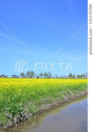 一片油菜花田橫跨福島潟湖和飯出山脈（新潟縣新潟市北區） 142370706