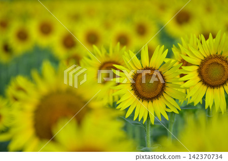 說到夏天的向日葵 說到夏天的向日葵 142370734