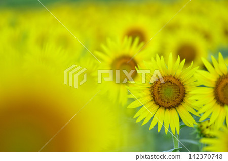 說到夏天的向日葵 說到夏天的向日葵 142370748