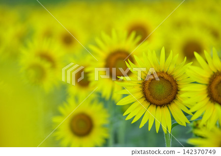 說到夏天的向日葵 說到夏天的向日葵 142370749