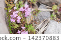 A female Small Blue butterfly sipping nectar from a Thymus serpyllum flower. 142370883