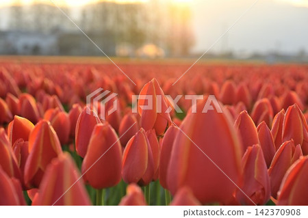 Tulip fields in Gosen City, Niigata Prefecture, bathed in the morning light. Tulip fields in Gosen City, Niigata Prefecture, bathed in the morning light. 142370908