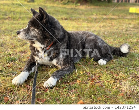 在公園裡遛秋田犬 在公園裡遛秋田犬 142371254