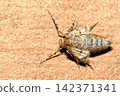 A type of winter moth (female, adult) 142371341